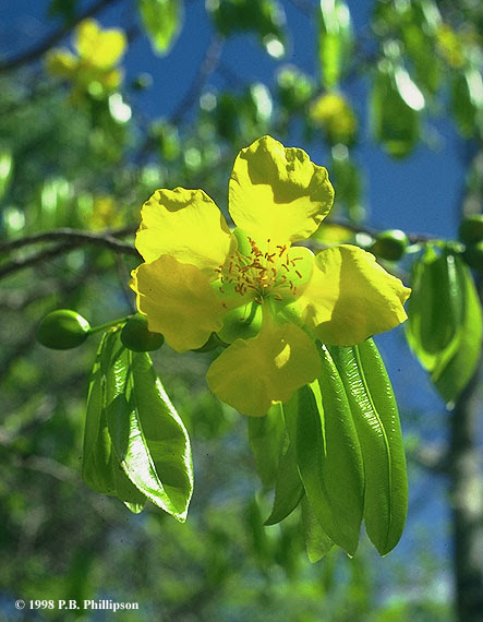 Hoa Mai Madagasca 